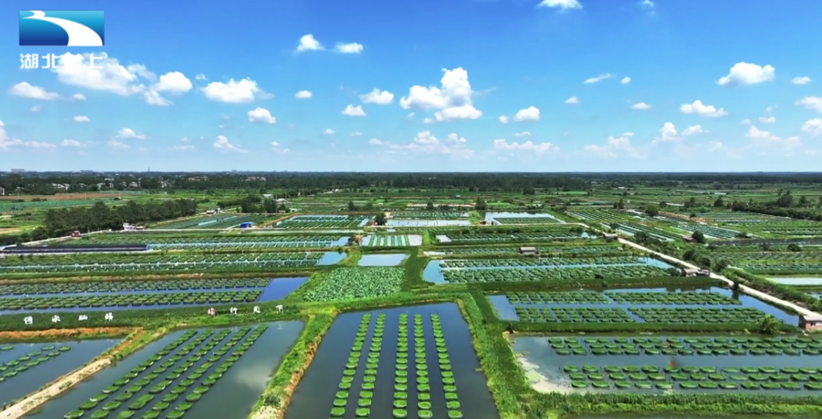 长江畔的亿元村:“中国养鳝第一村”的振兴密码 长江畔的亿元村:“中国养鳝第一村”的振兴密码