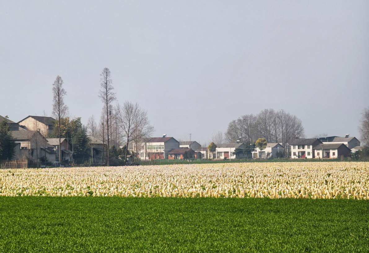 “大张旗鼓”四个字，被这个村的萝卜玩明白了！