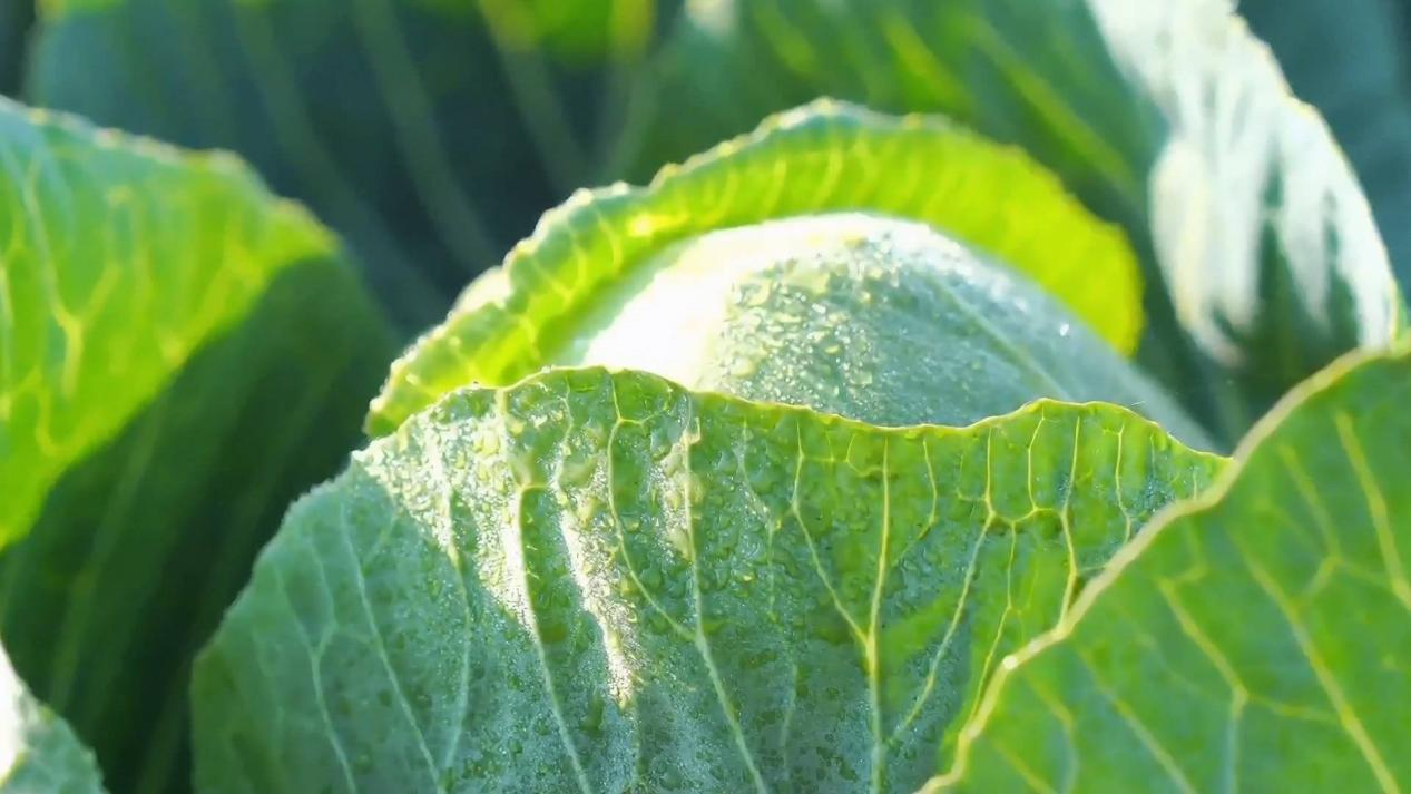 新春走基层 家住长江边 | 一颗甘蓝让10万菜农受益