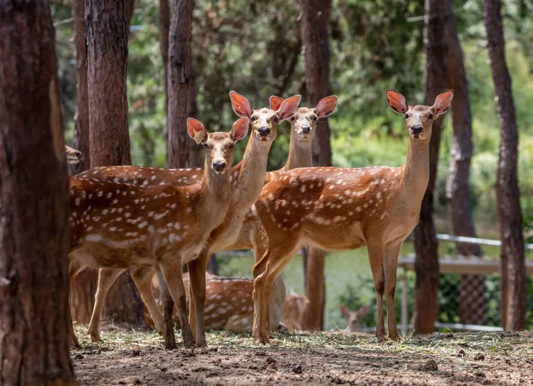 这样靠山吃山，致富一“鹿”顺风