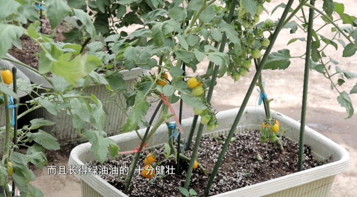 “城市农人”逐梦田园生活 在阳台实现蔬菜自由