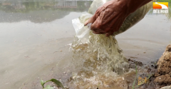“鱼莲稻”因水结缘 共生共长提质增效